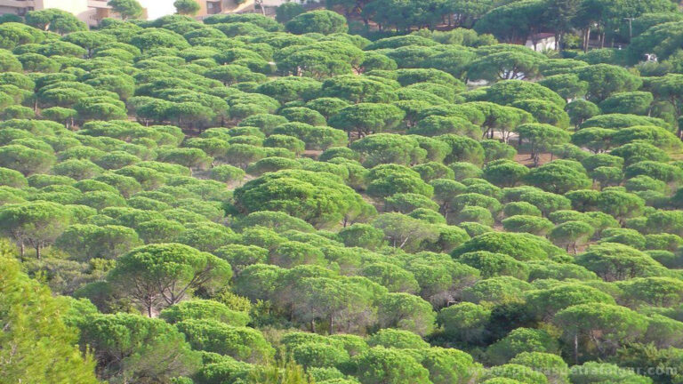 Aloha Cádiz - Caños de Meca y el Parque Natural de la Breña y Marismas del Barbate